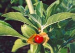 ashwagandha-herb